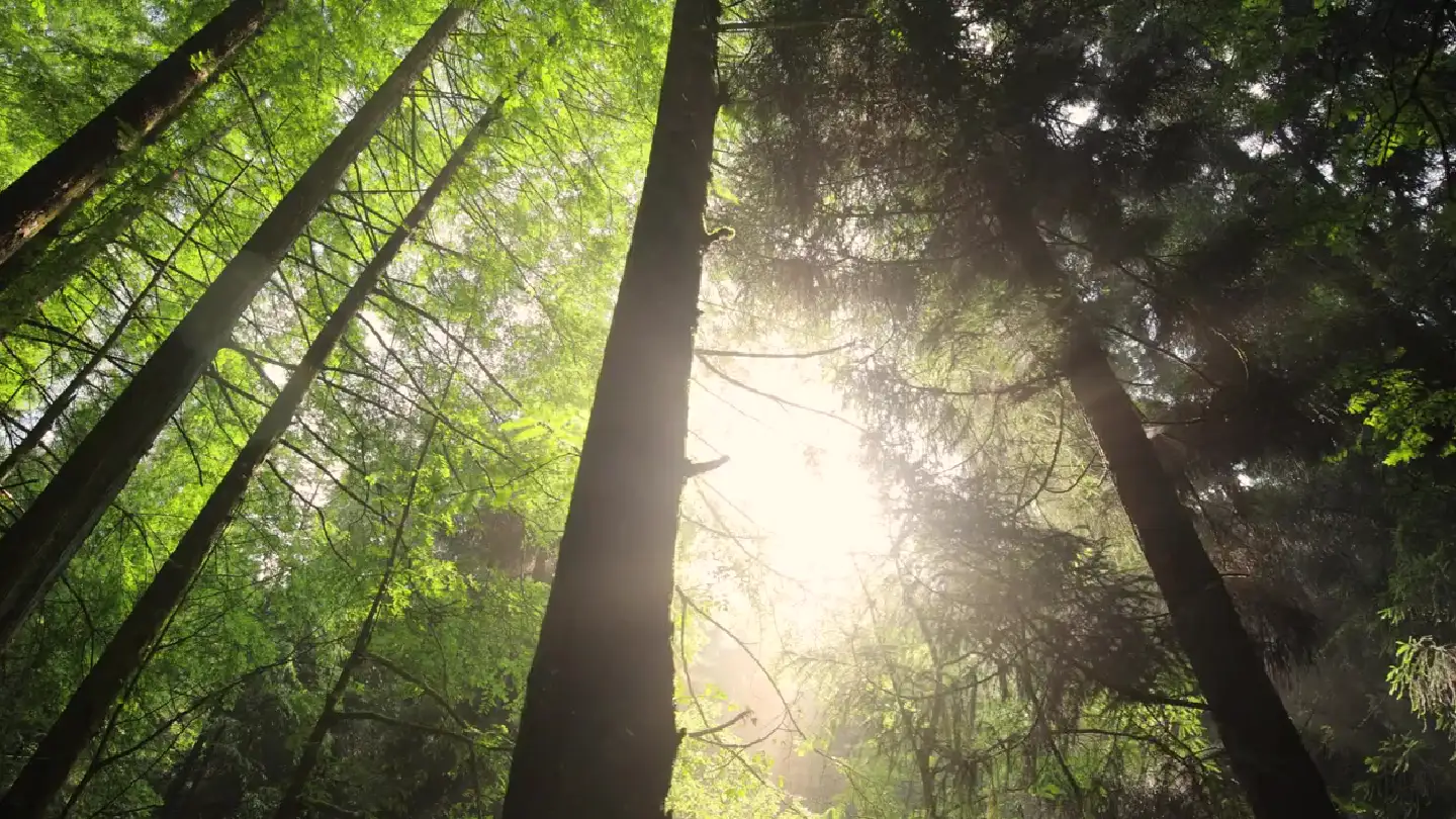 Sonnenlicht fällt durch einen dichten, grünen Wald mit hohen Bäumen